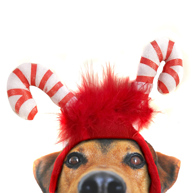 dog christmas headband